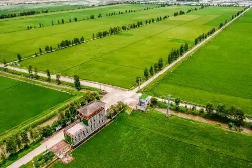 中国广东省江门市台山市都斛镇万亩稻田