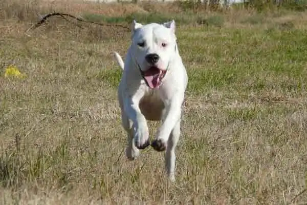 世界上十大最危险的狗藏獒上榜纽伯利顿犬土佐犬凶残