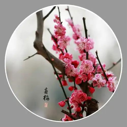 【转载】【原创摄影】梅花报春图