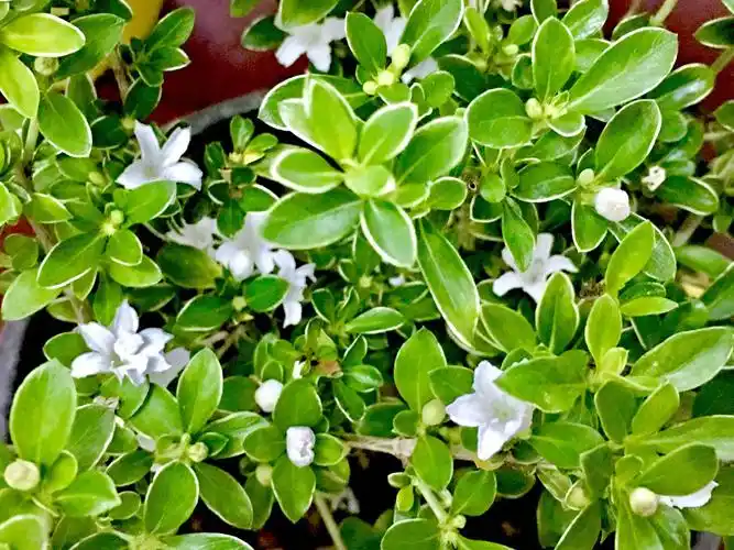 花卉摄影六月雪