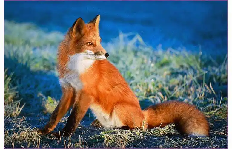 头上的两只灵活的耳朵 但能对声音进行准确定位呢 狐狸的腿非常地修长