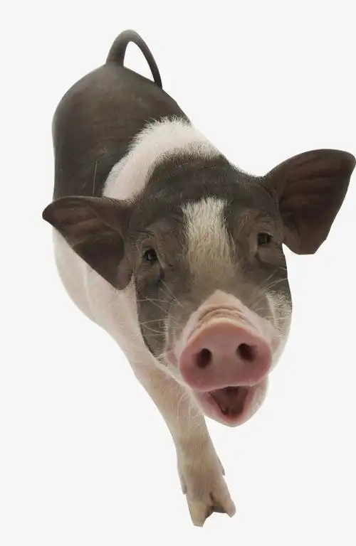 小猪免抠素材