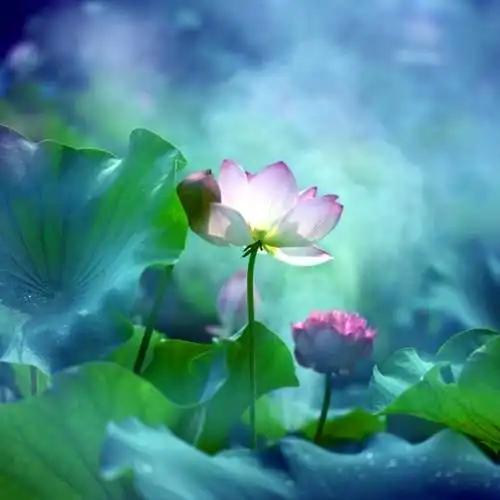 佛系图片头像禅意荷花 独一无二的佛系莲花图片微信头像_微信头像