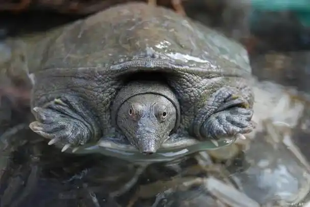 王八怎么做才好吃