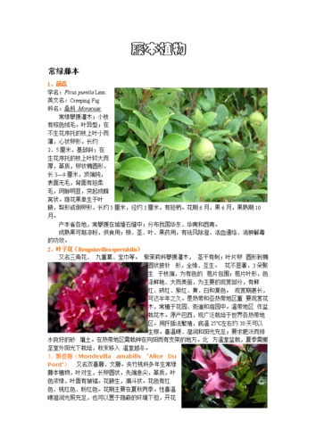 一些藤本植物简介.doc