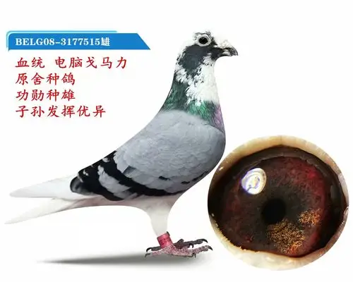 电脑戈马力原舍515