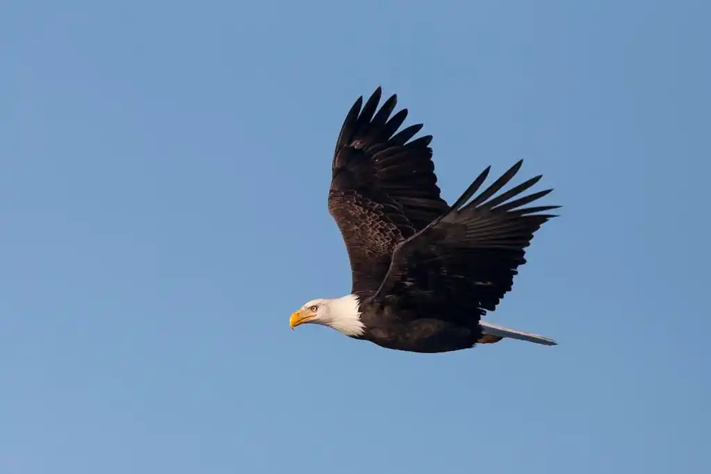 翱翔的鹰.,bald eagle wznosi si wysoko w bkitne niebo.