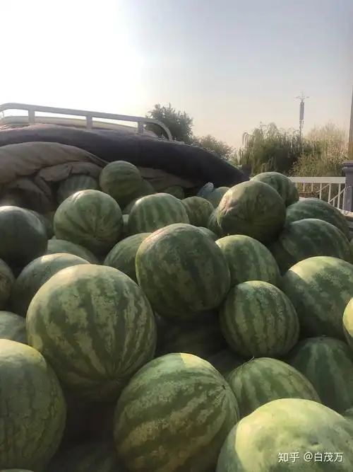 风味独特的兰州籽瓜