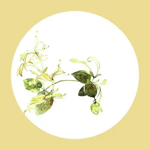 植物生长金银花