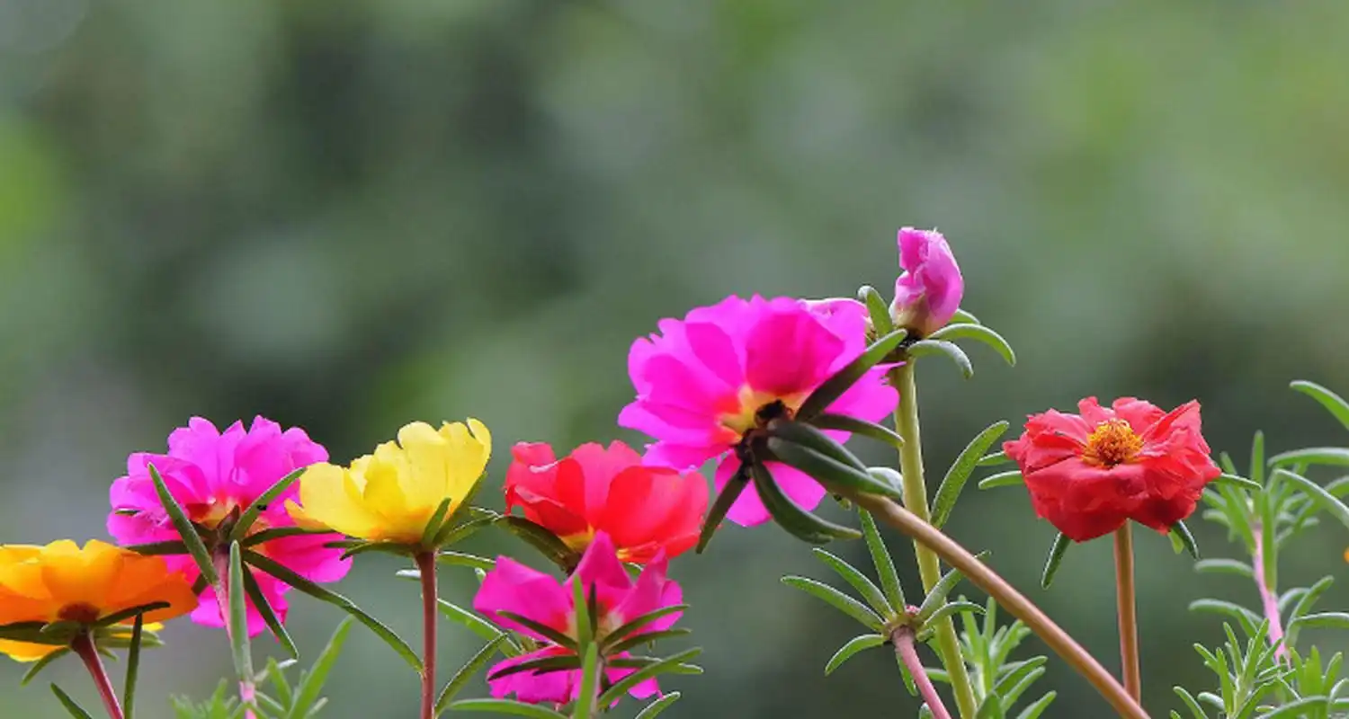 太阳花的特征如下: 1.