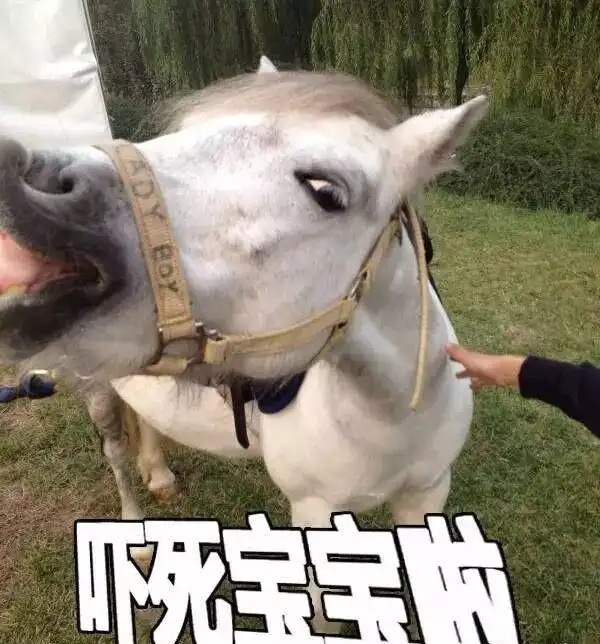 极尽搞怪的马儿表情包_高清图集_新浪网