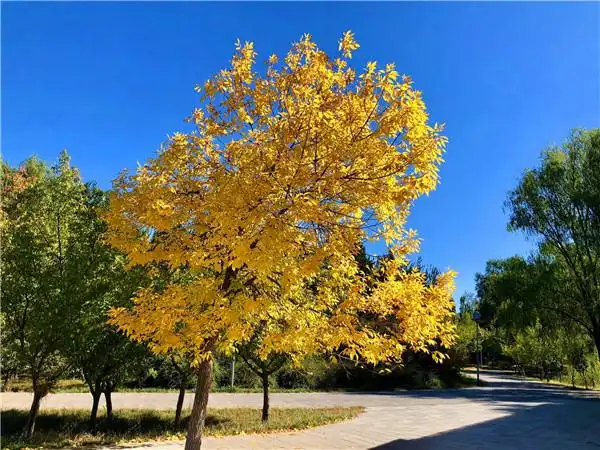 供应13公分白蜡树价格750元,白蜡树枝叶繁茂,植株萌发力强