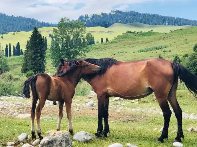 伊犁的马真是漂亮.