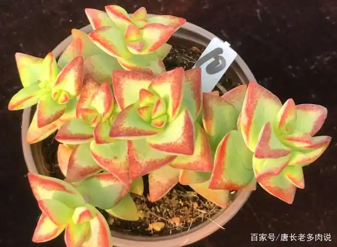 多肉自由女神——秋天入手冬天就美了,上色之后实物比照片还好看