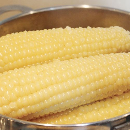 大董占和玉米 大董速冻甜糯玉米一箱20根 白嫩粘水煮糯玉米 黏软糯