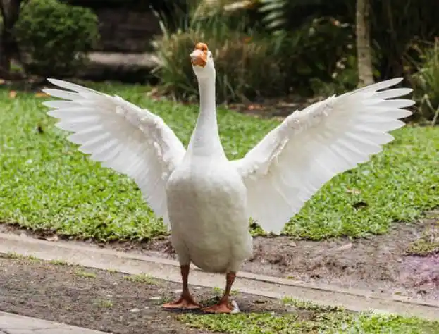 老爷知道了,说:"别争了,我能让鹅自己说,是哪家的",众人听了纷纷大笑