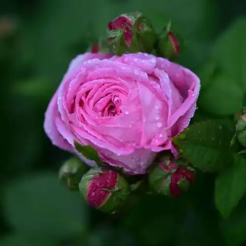 月季 玫瑰 - 金枝玉叶李 - 图虫