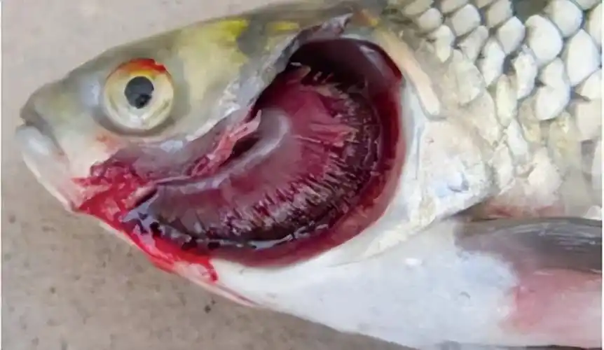 四大家鱼烂身出血该怎么办鱼烂鳃出血病与肠淡病什么治疗