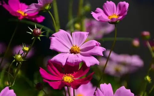 呼伦贝尔草原上的格桑花