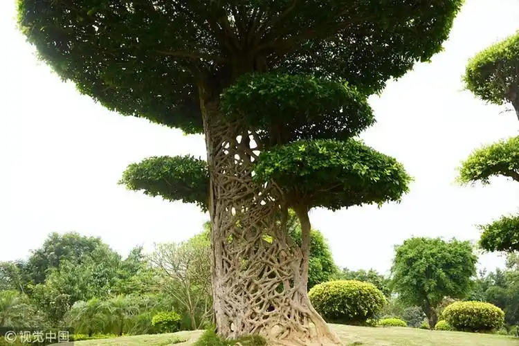 好看的树木图片大全(世界各地20棵形状奇特的树) - 赤虎壹号