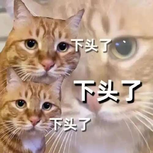 日常聊天表情包 i 你是猪吗?_熊猫头_常在_开心