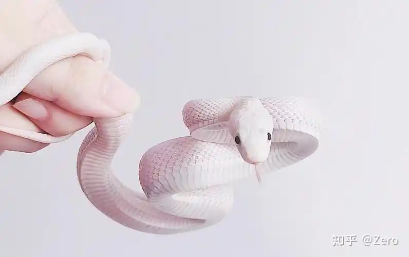 哪里能买到宠物白蛇