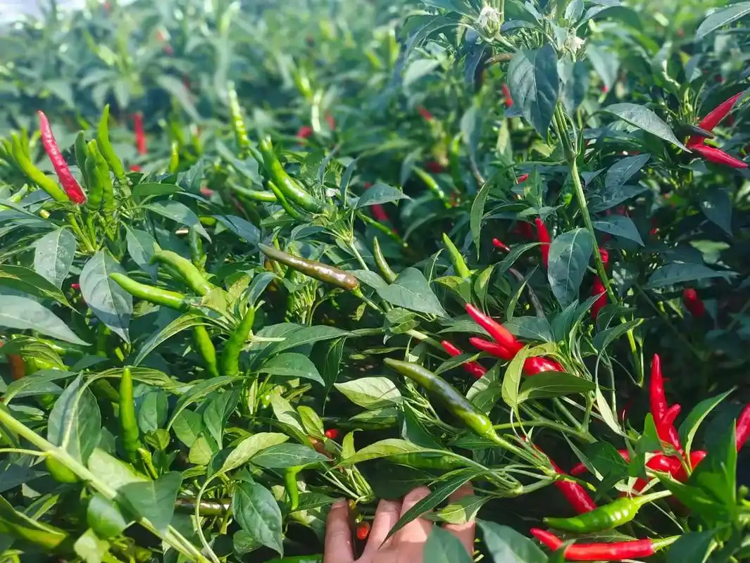 锦润丰农业簇生朝天椒品种 早熟性,抗病性极为突出,单株挂果1 - 抖音
