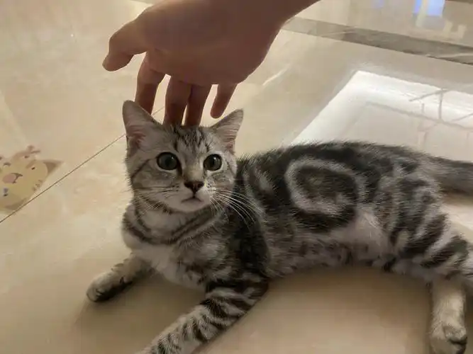 四个月不到的小美短