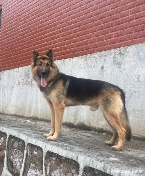 大家看到德牧后都说它不纯,哪里不纯了?网友:看它耳朵!