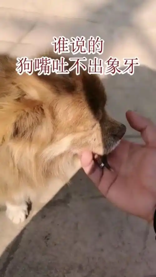 谁说的狗嘴吐不出象牙的