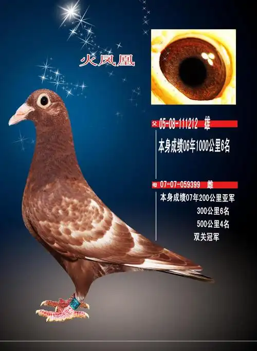 信鸽在线拍卖平台 - 中国信鸽信息网