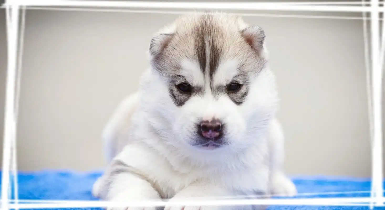 可爱哈士奇蠢萌小狗高清手机壁纸图片