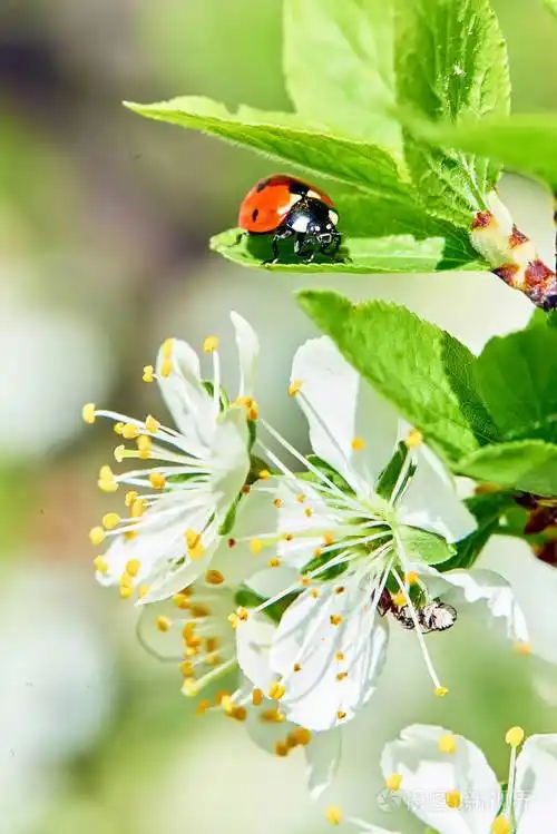 春天的花草树木