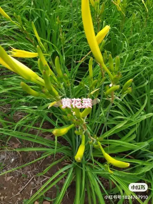 其功效与作用如下:1,黄花菜据《本草注》记载,萱草味甘,令人好欢,乐而