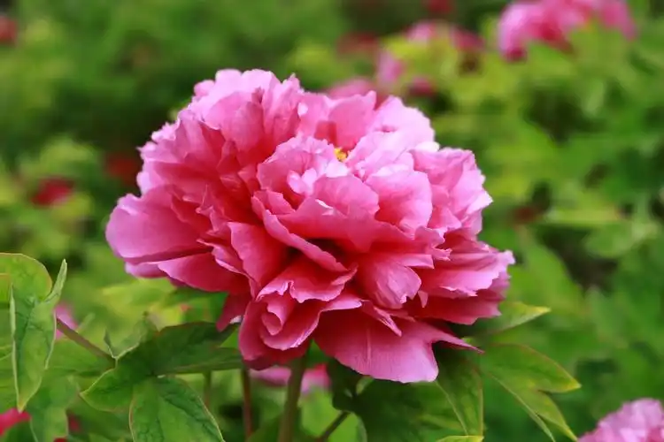 牡丹花开,从容华贵,气质天成,如洛神出水,一顾倾城,一瞥惊鸿,让人不禁