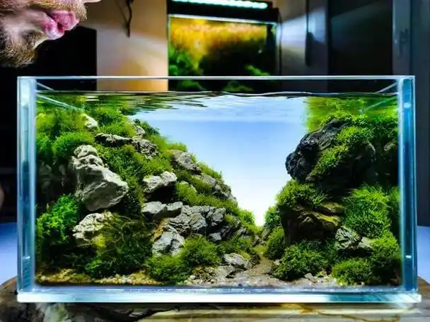 草缸造景,法式浪漫,让心灵沉醉于绿意之间