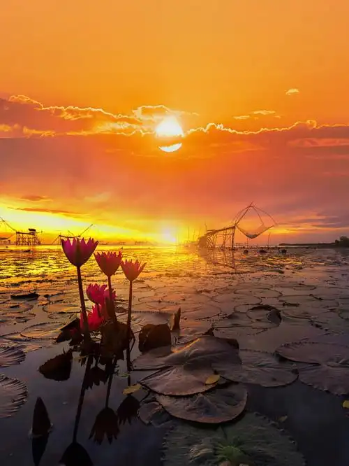 可以在浪漫一点夕阳晚霞鲜花还有你