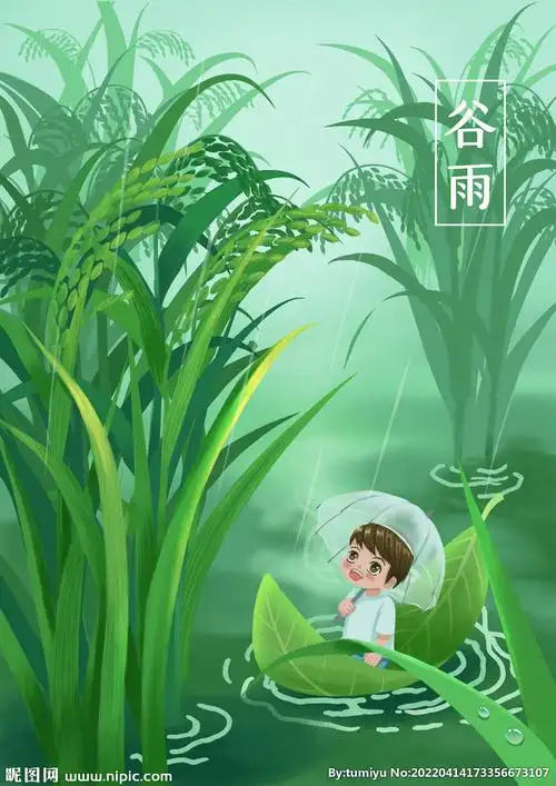 谷雨24节气水稻稻谷手绘插画海