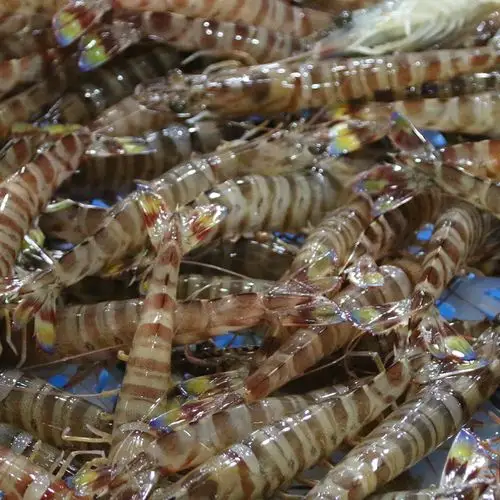 鲜活海鲜基围活虾非白水产生鲜500g虾类制品