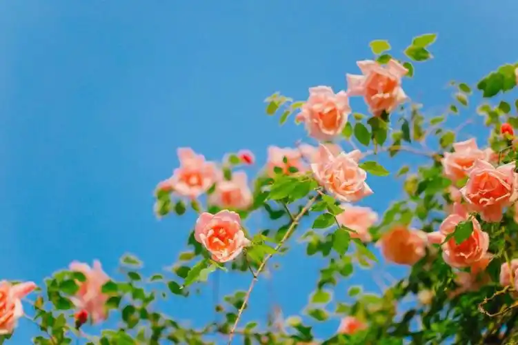 唯美浪漫月季花清新少女心摄影