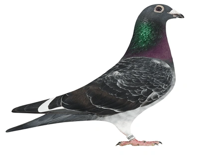 慕利门-美国先生