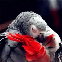 一只会学人说话的鸟头像鹦鹉图片