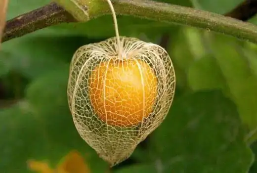 灯笼果是什么水果?野灯笼果的功效与作用